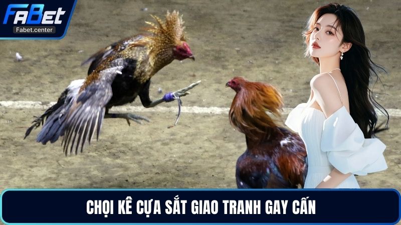 Chọi kê cựa sắt giao tranh gay cấn