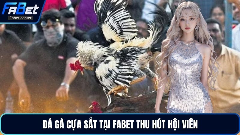 Đá gà cựa sắt tại Fabet thu hút hội viên